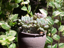 Load image into Gallery viewer, echeveria-setosa-rondelli