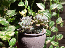 Load image into Gallery viewer, echeveria-setosa-rondelli2