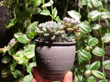 Load image into Gallery viewer, echeveria-setosa-rondelli4