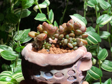 Load image into Gallery viewer, graptoveria-amethorum