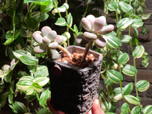 Load image into Gallery viewer, graptopetalum-amethystium-rooted-with-pot