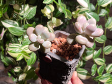 Load image into Gallery viewer, graptopetalum-amethystium-rooted-with-pot