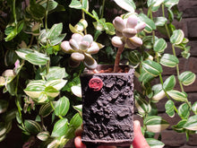 Load image into Gallery viewer, graptopetalum-amethystium-rooted-with-pot