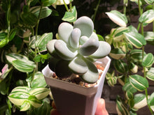 Load image into Gallery viewer, pachyphytum-spp