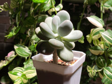Load image into Gallery viewer, pachyphytum-spp