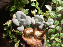 Load image into Gallery viewer, pachyphytum-spp