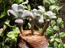 Load image into Gallery viewer, pachyphytum-spp2