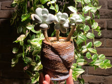 Load image into Gallery viewer, pachyphytum-spp3