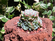 Load image into Gallery viewer, echeveria-blue-minima-rooted-with-pot