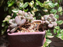 Load image into Gallery viewer, graptopetalum-amethystium-rooted-with-pot