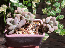 Load image into Gallery viewer, graptopetalum-amethystium-rooted-with-pot