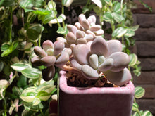 Load image into Gallery viewer, graptopetalum-amethystium-rooted-with-pot