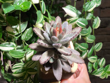 Load image into Gallery viewer, kalanchoe-tomentosa-Chocolate-Soldier-rooted-with-pot
