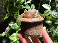 Load image into Gallery viewer, echeveria-monroe-rooted-with-pot