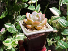 Load image into Gallery viewer, echeveria-monroe-rooted-with-pot1