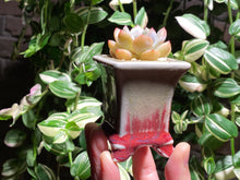 Load image into Gallery viewer, echeveria-monroe-rooted-with-pot