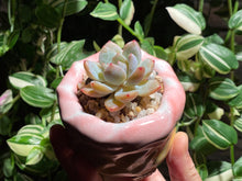 Load image into Gallery viewer, echeveria-monroe-rooted-with-pot