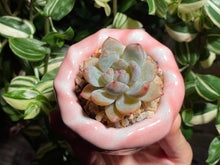 Load image into Gallery viewer, echeveria-monroe-rooted-with-pot2