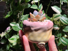 Load image into Gallery viewer, echeveria-monroe-rooted-with-pot3