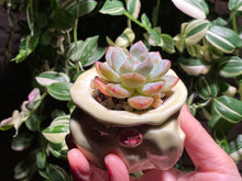 Load image into Gallery viewer, echeveria-monroe