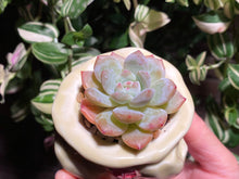 Load image into Gallery viewer, echeveria-monroe
