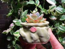 Load image into Gallery viewer, echeveria-monroe
