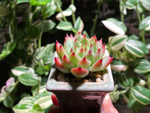 Load image into Gallery viewer, echeveria-chihuahuaensis-rooted-with-pot