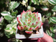 Load image into Gallery viewer, echeveria-chihuahuaensis-rooted-with-pot2