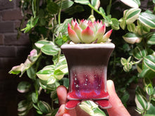 Load image into Gallery viewer, echeveria-chihuahuaensis-rooted-with-pot