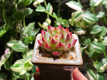 Load image into Gallery viewer, echeveria-chihuahuaensis-rooted-with-pot