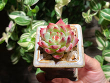 Load image into Gallery viewer, echeveria-chihuahuaensis-rooted-with-pot