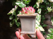 Load image into Gallery viewer, echeveria-chihuahuaensis-rooted-with-pot