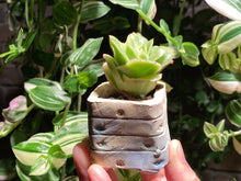 Load image into Gallery viewer, graptoveria-spp-iced-rosed