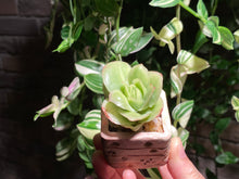 Load image into Gallery viewer, graptoveria-spp-iced-rose-rooted-with-pot