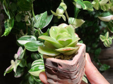 Load image into Gallery viewer, graptoveria-spp-iced-rose