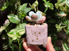 Load image into Gallery viewer, pachyphytum-cuicatecanum-rooted-with-pot