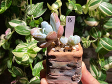 Load image into Gallery viewer, pachyphytum-cuicatecanum-rooted-b