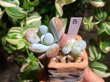 Load image into Gallery viewer, pachyphytum-cuicatecanum-rooted-b