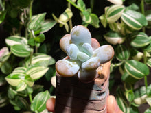 Load image into Gallery viewer, pachyphytum-cuicatecanum-rooted