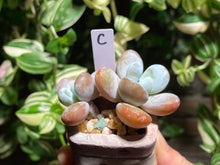Load image into Gallery viewer, pachyphytum-cuicatecanum-rooted-c