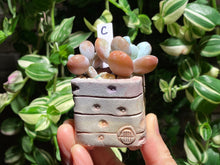 Load image into Gallery viewer, pachyphytum-cuicatecanum-rooted-with-pot-c
