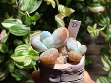 Load image into Gallery viewer, pachyphytum-cuicatecanum-rooted-with-pot-d