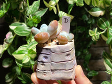 Load image into Gallery viewer, pachyphytum-cuicatecanum-rooted-with-pot