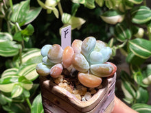 Load image into Gallery viewer, pachyphytum-cuicatecanum-rooted-with-pot-f