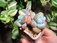 Load image into Gallery viewer, pachyphytum-cuicatecanum-rooted-with-pot-f