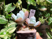 Load image into Gallery viewer, pachyphytum-cuicatecanum-rooted-with-pot-g