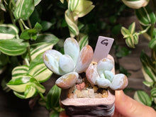 Load image into Gallery viewer, pachyphytum-cuicatecanum-rooted-with-pot-g
