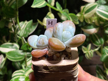 Load image into Gallery viewer, pachyphytum-cuicatecanum-rooted-with-pot-h