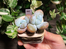 Load image into Gallery viewer, pachyphytum-cuicatecanum-rooted-with-pot-h