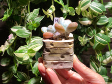 Load image into Gallery viewer, pachyphytum-cuicatecanum-rooted-with-pot-h
